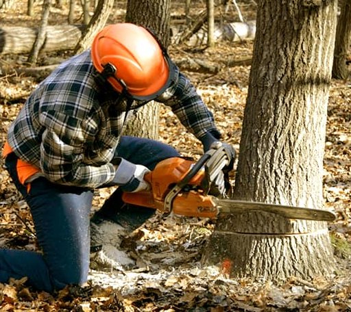 Tree Removal in Columbia, NC